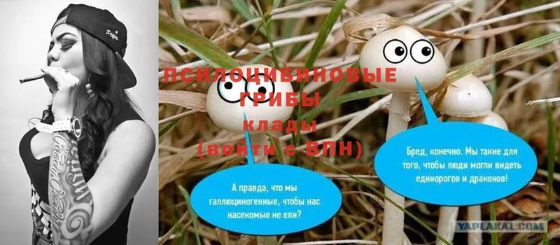 Галлюциногенные грибы Psilocybe  Дубна 